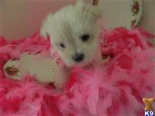 maltese puppy posted by Elegant Babies